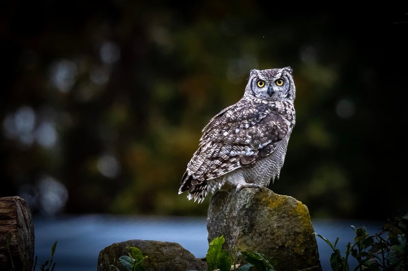 Jungle Wildlife